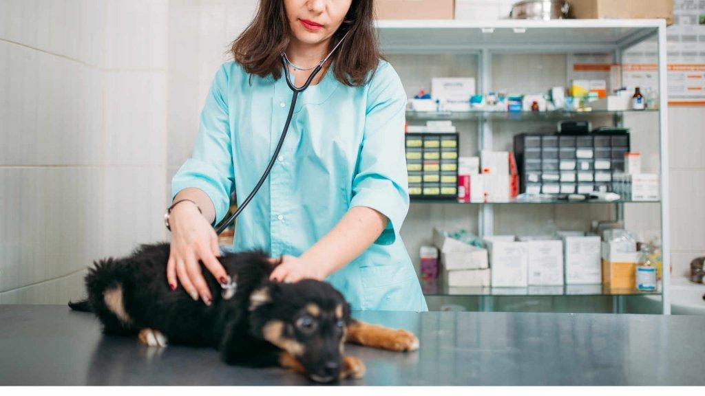 Schadensersatz für toten Hund
