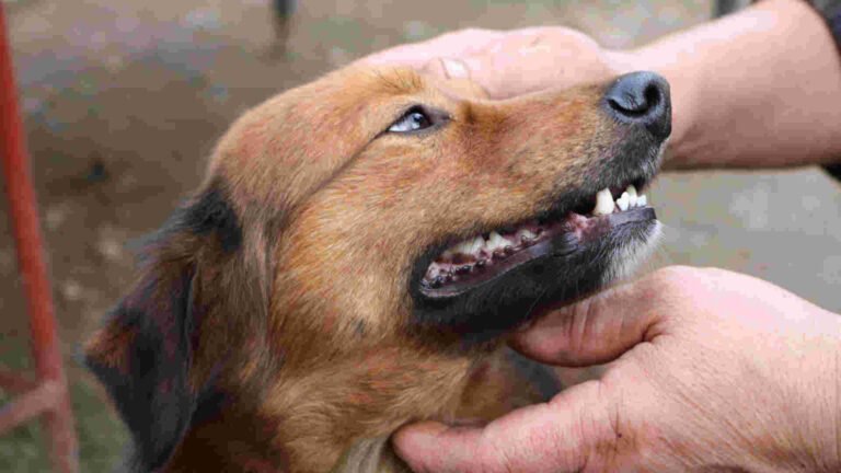 von Hund in die Hand gebissen