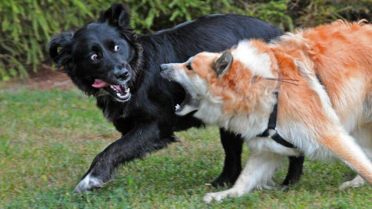 Hund während Hunderauferei verletzt