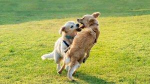 Hund wird von anderem Hund gebissen