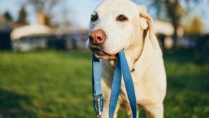 Hund an der Leine