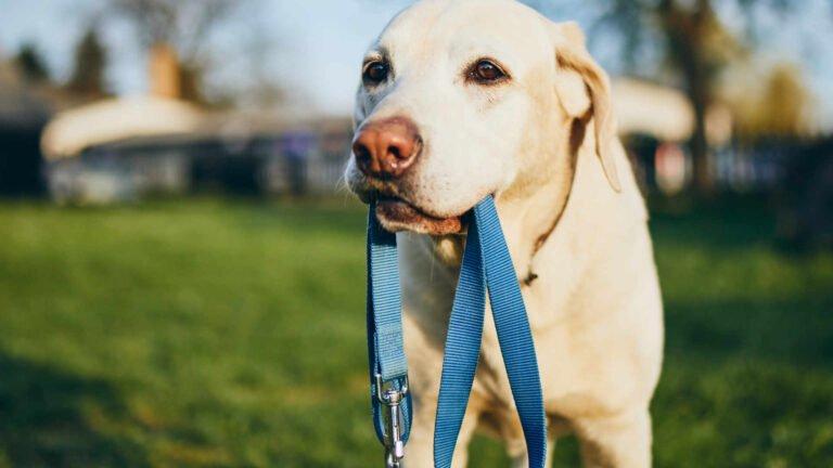 Hund an der Leine